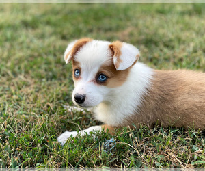 Aussie-Corgi Puppy for sale in PERU, NE, USA