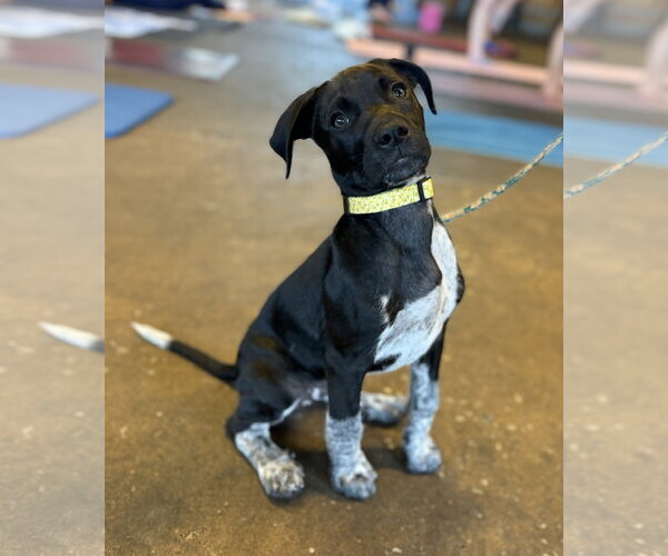 Medium Photo #2 German Shorthaired Pointer-Unknown Mix Puppy For Sale in Greenville, SC, USA