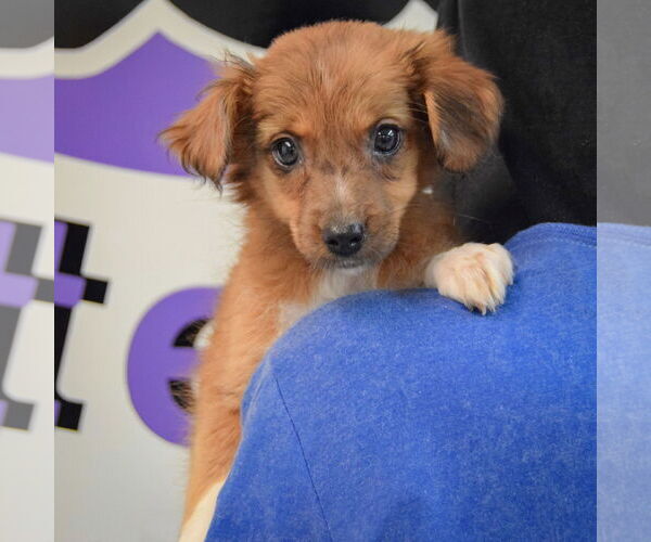 Medium Photo #4 Australian Shepherd-Unknown Mix Puppy For Sale in Huntley, IL, USA