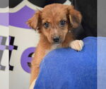 Small #3 Australian Shepherd Mix
