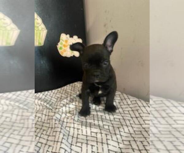 Medium Photo #4 French Bulldog Puppy For Sale in MCMINNVILLE, TN, USA