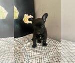 Small Photo #4 French Bulldog Puppy For Sale in MCMINNVILLE, TN, USA
