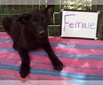 Small #3 German Shepherd Dog