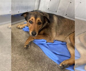 German Shepherd Dog-Unknown Mix Dogs for adoption in San Bernardino, CA, USA