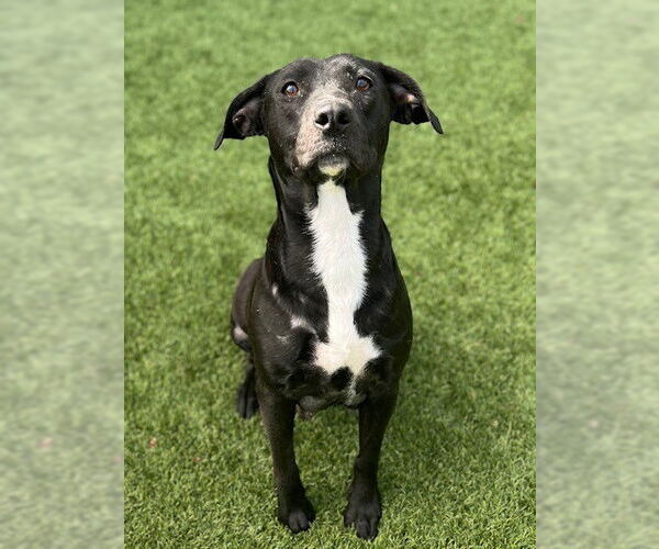 Medium Photo #1 Labrador Retriever-Unknown Mix Puppy For Sale in Baytown, TX, USA