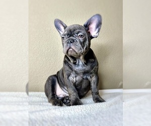 French Bulldog Puppy for sale in OJAI, CA, USA
