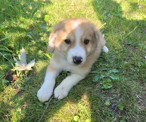 Border Collie-English Shepherd Mix Puppy for sale in NOVI, MI, USA