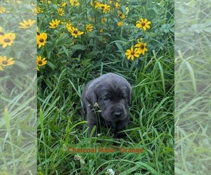 Labrador Retriever Puppy for sale in PALMYRA, VA, USA
