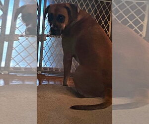 June - FOSTER OR ADOPT ME!! - Female Boxer-Unknown Mix Dog for Adoption - Photo #4