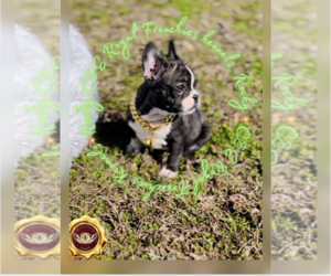 French Bulldog Puppy for sale in ATHENS, GA, USA