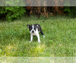 Small #36 Boston Terrier