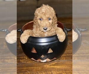 Goldendoodle Puppy for Sale in FRONTENAC, Kansas USA