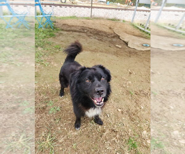 Medium Photo #3 Border Collie-Unknown Mix Puppy For Sale in Evansville, IN, USA