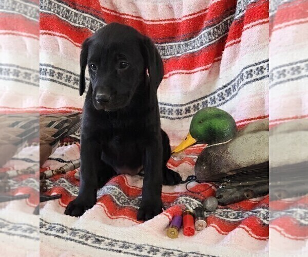 Medium Photo #93 Labrador Retriever Puppy For Sale in MERIDEN, KS, USA