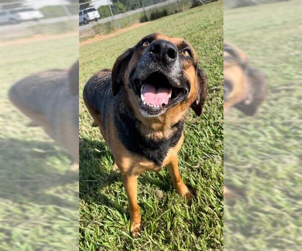 Medium Photo #3 Black and Tan Coonhound-German Shepherd Dog Mix Puppy For Sale in Rosenberg, TX, USA
