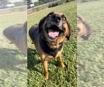 Small #2 Black and Tan Coonhound-German Shepherd Dog Mix