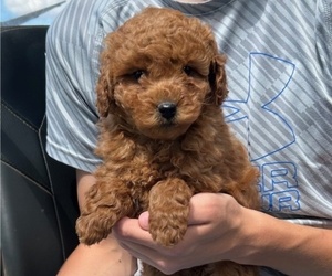 Goldendoodle (Miniature) Puppy for sale in HULL, IA, USA
