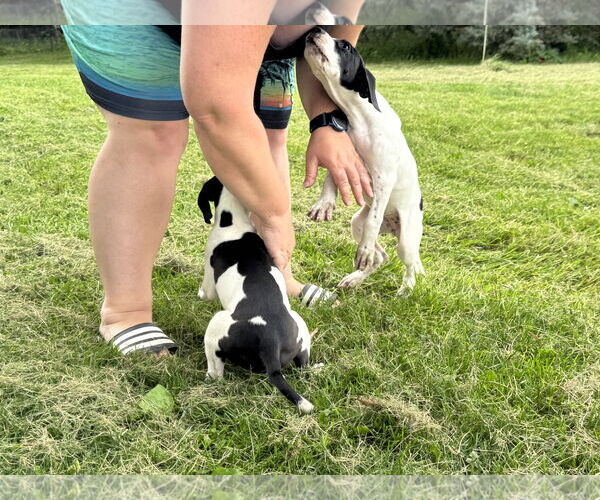 Medium Photo #3 Great Dane Puppy For Sale in Buffalo, MN, USA