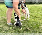 Small #2 Great Dane