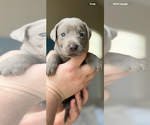 Puppy Puppy 4 Labrador Retriever