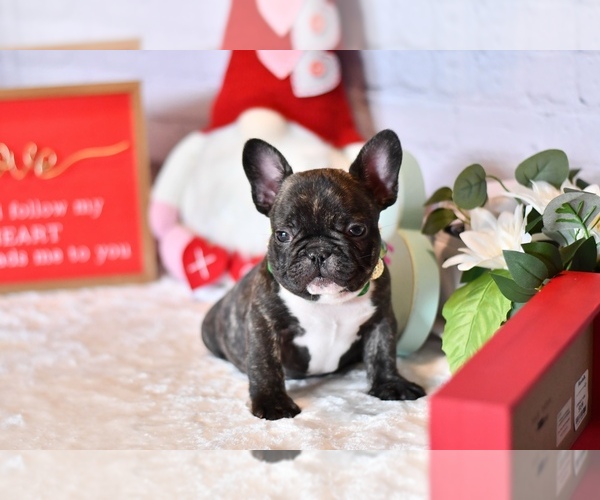Medium Photo #3 French Bulldog Puppy For Sale in HOMESTEAD, FL, USA