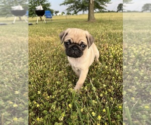 Pug Puppy for sale in PURDY, MO, USA
