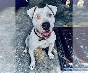 American Staffordshire Terrier Dogs for adoption in San Antonio, TX, USA