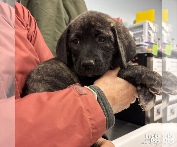 Medium Photo #2 Labrenees Puppy For Sale in Washington, DC, USA