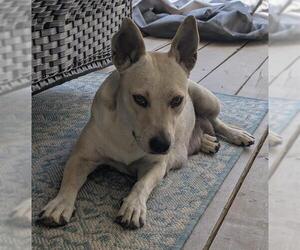 Mutt Dogs for adoption in San Antonio, TX, USA