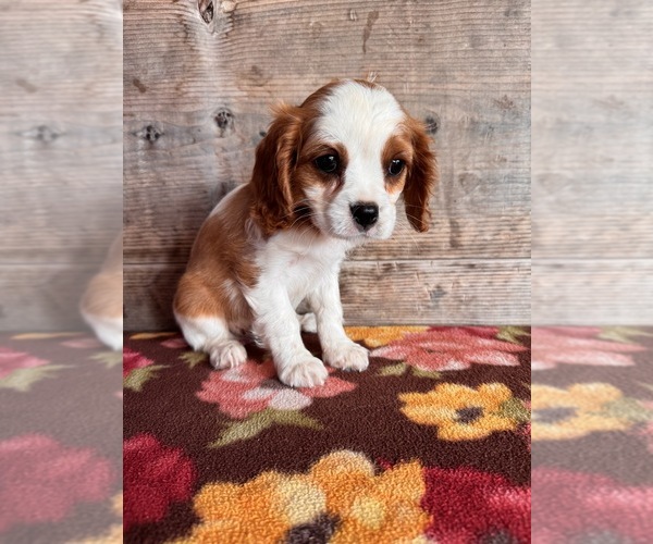 Medium Photo #15 Cavalier King Charles Spaniel Puppy For Sale in VERMONTVILLE, MI, USA