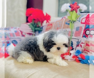 Shih Tzu Puppy for sale in AMELIA, OH, USA