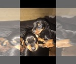 Small Photo #16 Doberman Pinscher Puppy For Sale in SCAPPOOSE, OR, USA