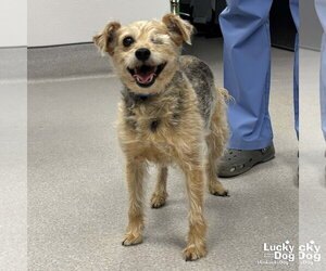 Mutt Dogs for adoption in Washington, DC, USA