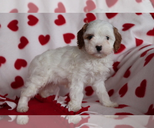 Cavapoo Puppy for sale in SHILOH, OH, USA
