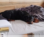 Small Rottweiler