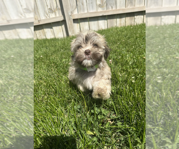 Medium Photo #3 Havanese Puppy For Sale in CAMBRIDGE, NE, USA