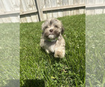 Small #2 Havanese