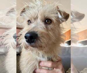 Mutt Dogs for adoption in Sandy, UT, USA