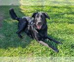 Small #3 Labrador Retriever Mix