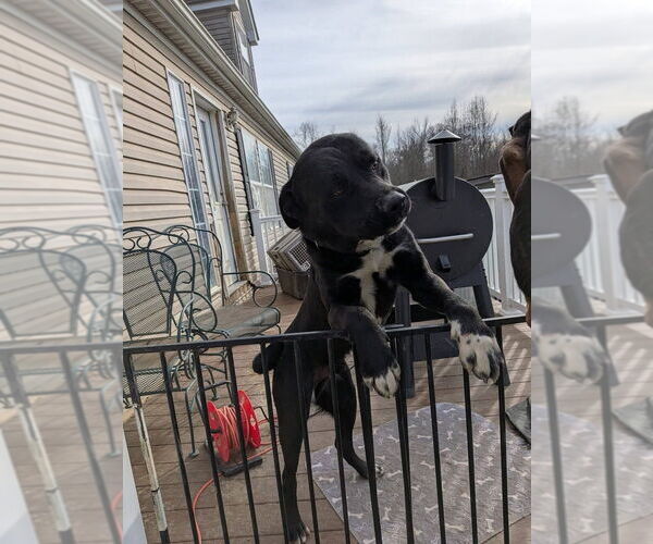 Medium Photo #8 Boxer-Unknown Mix Puppy For Sale in garner, NC, USA
