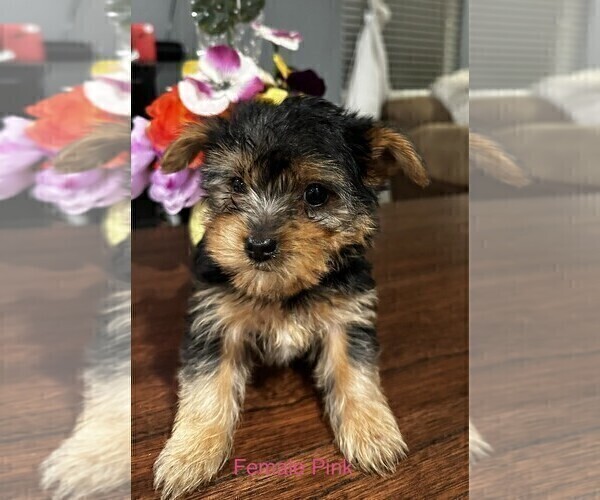 Medium Photo #6 Yorkshire Terrier Puppy For Sale in MERCED, CA, USA