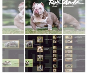 Father of the American Bully puppies born on 07/30/2022