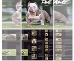 Small Photo #1 American Bully Puppy For Sale in AVENEL, NJ, USA