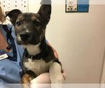 Small German Shepherd Dog Mix