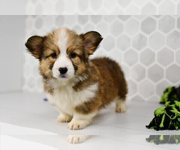 Medium Photo #13 Pembroke Welsh Corgi Puppy For Sale in MIDDLEBURY, IN, USA