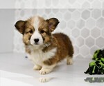 Small #12 Pembroke Welsh Corgi