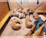 Small Photo #15 Golden Retriever Puppy For Sale in DAKOTA, MN, USA