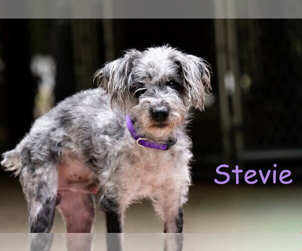 Medium Photo #3 Mutt Puppy For Sale in Ellijay, GA, USA