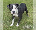 Small American Pit Bull Terrier