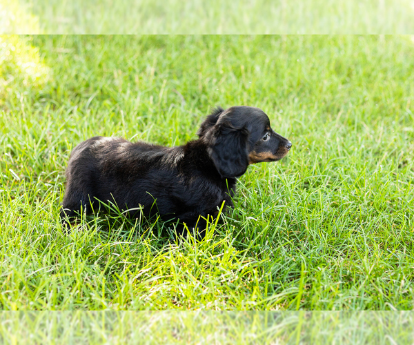 Medium Photo #4 Dachshund Puppy For Sale in NAPPANEE, IN, USA